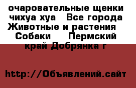 очаровательные щенки чихуа-хуа - Все города Животные и растения » Собаки   . Пермский край,Добрянка г.